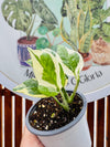 Pothus Njoy