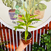 Dracena Sanderiana Gold