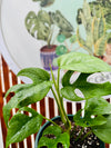 Rhaphidophora Tetrasperma