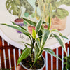 Dracena Sanderiana Variegada