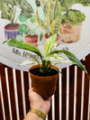 Spatifilium Sensation Variegado