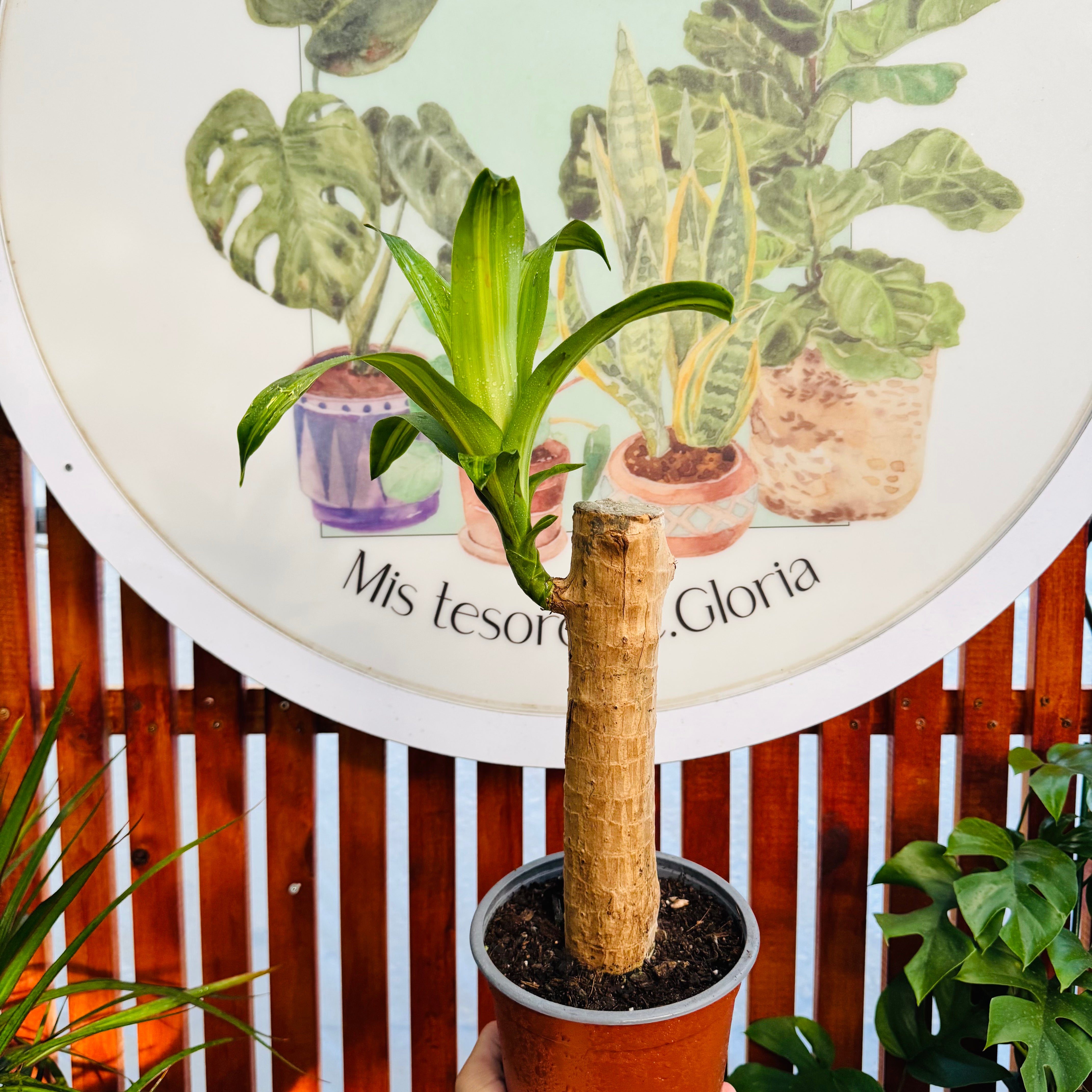 Palo de Agua (con tronquito)