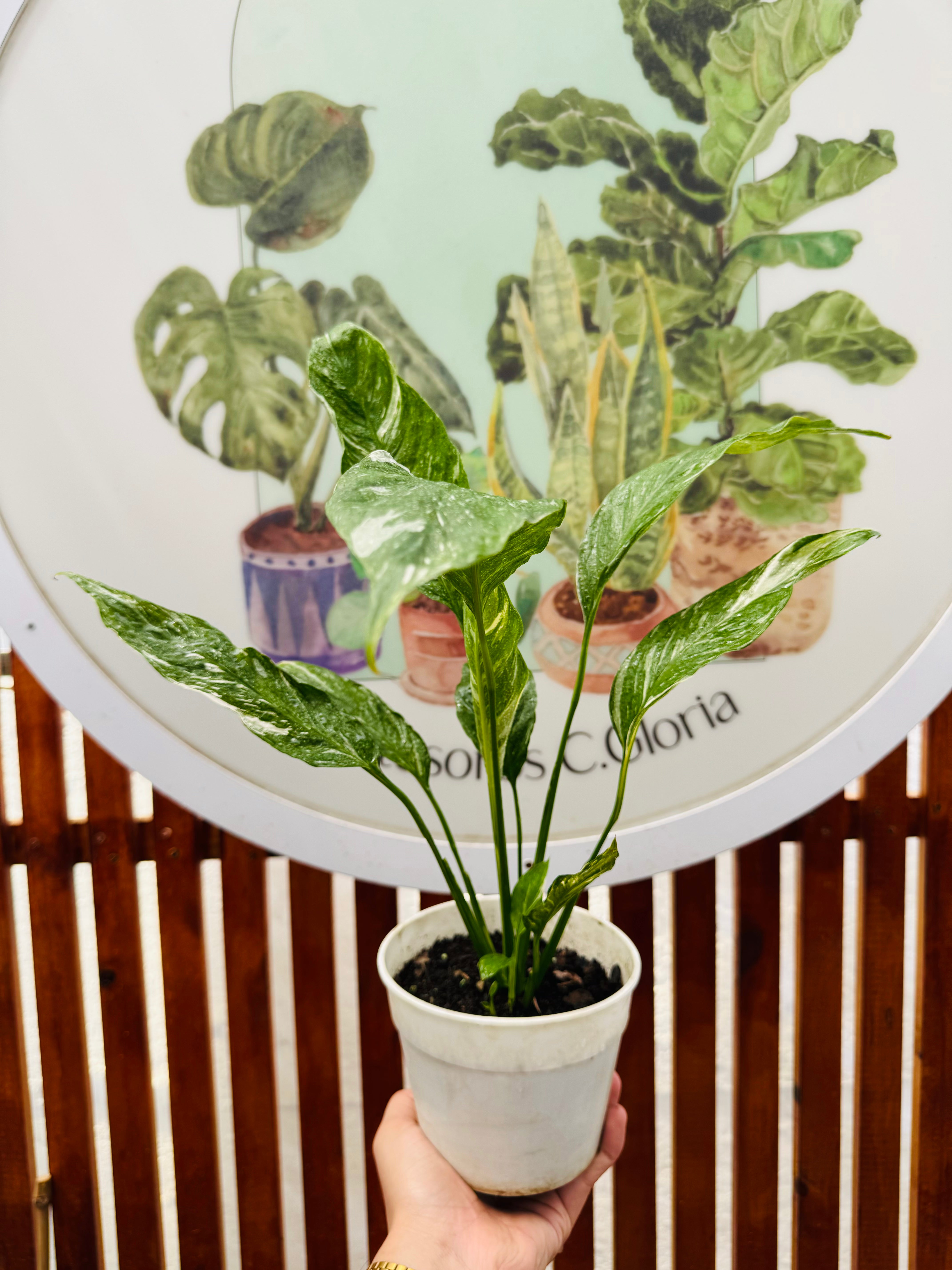 Spatifilium Variegado