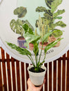 Spatifilium Variegado
