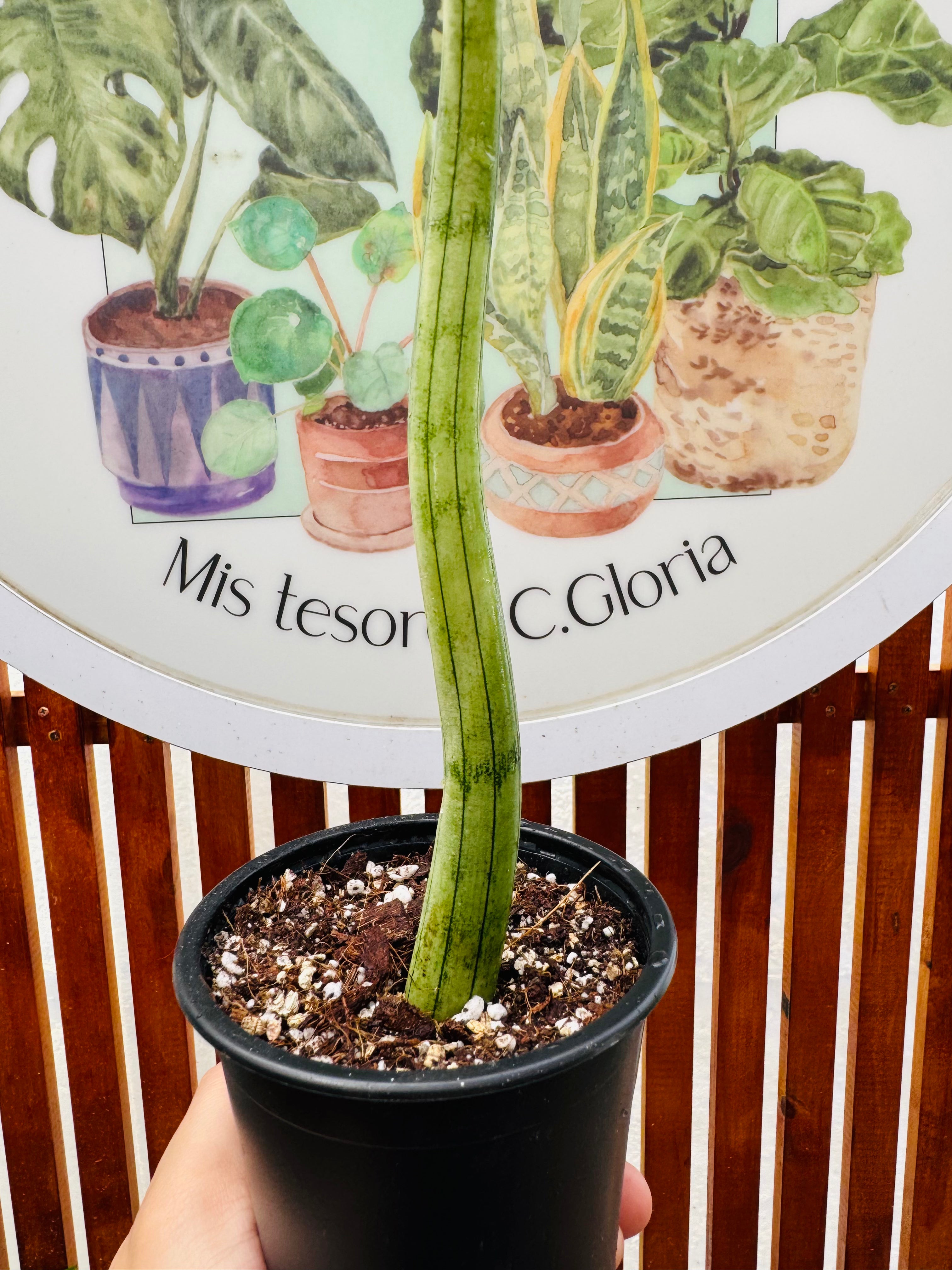 Sansevieria Cylindrica (1 hoja)