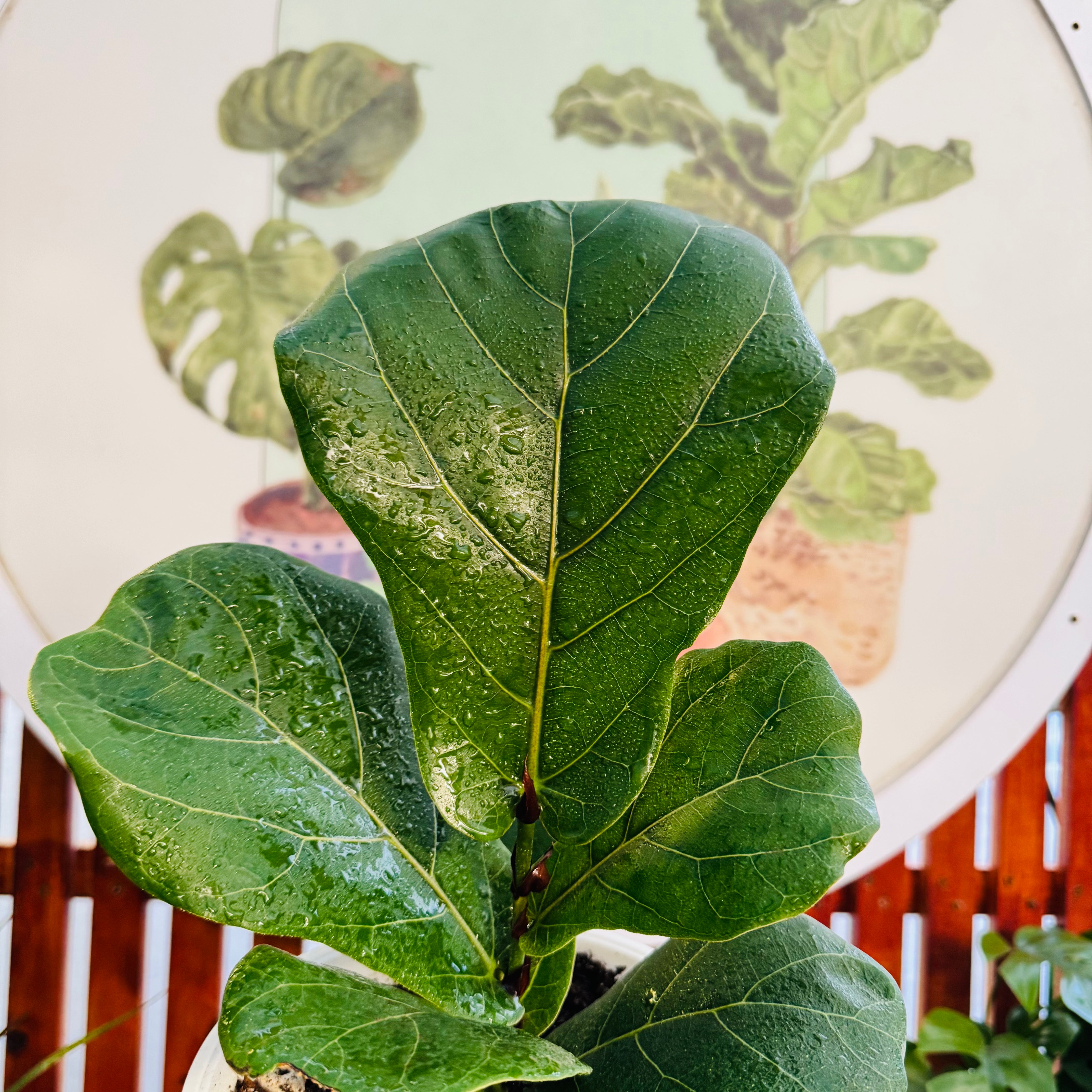 Ficus Lyrata