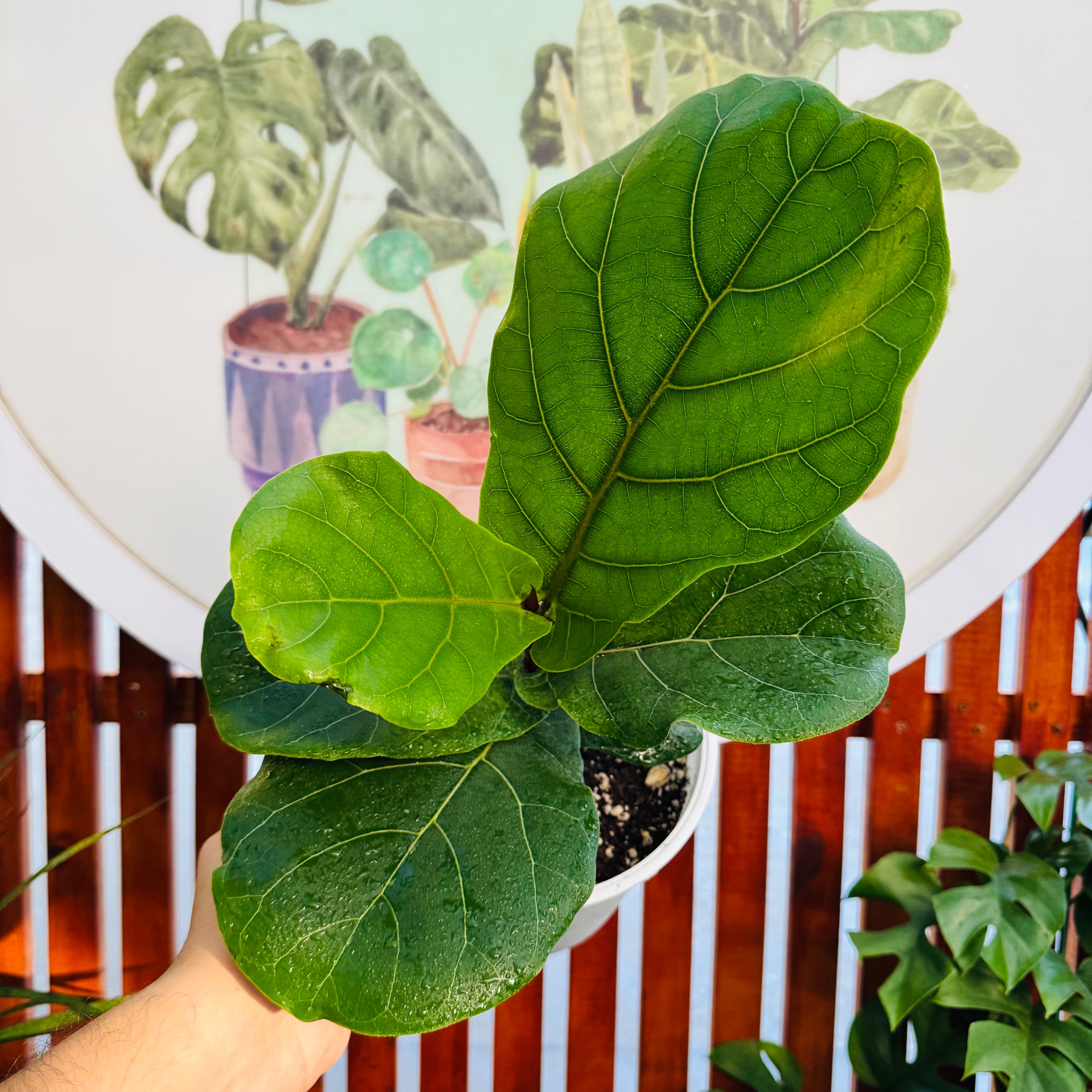 Ficus Lyrata - Gomera Pera