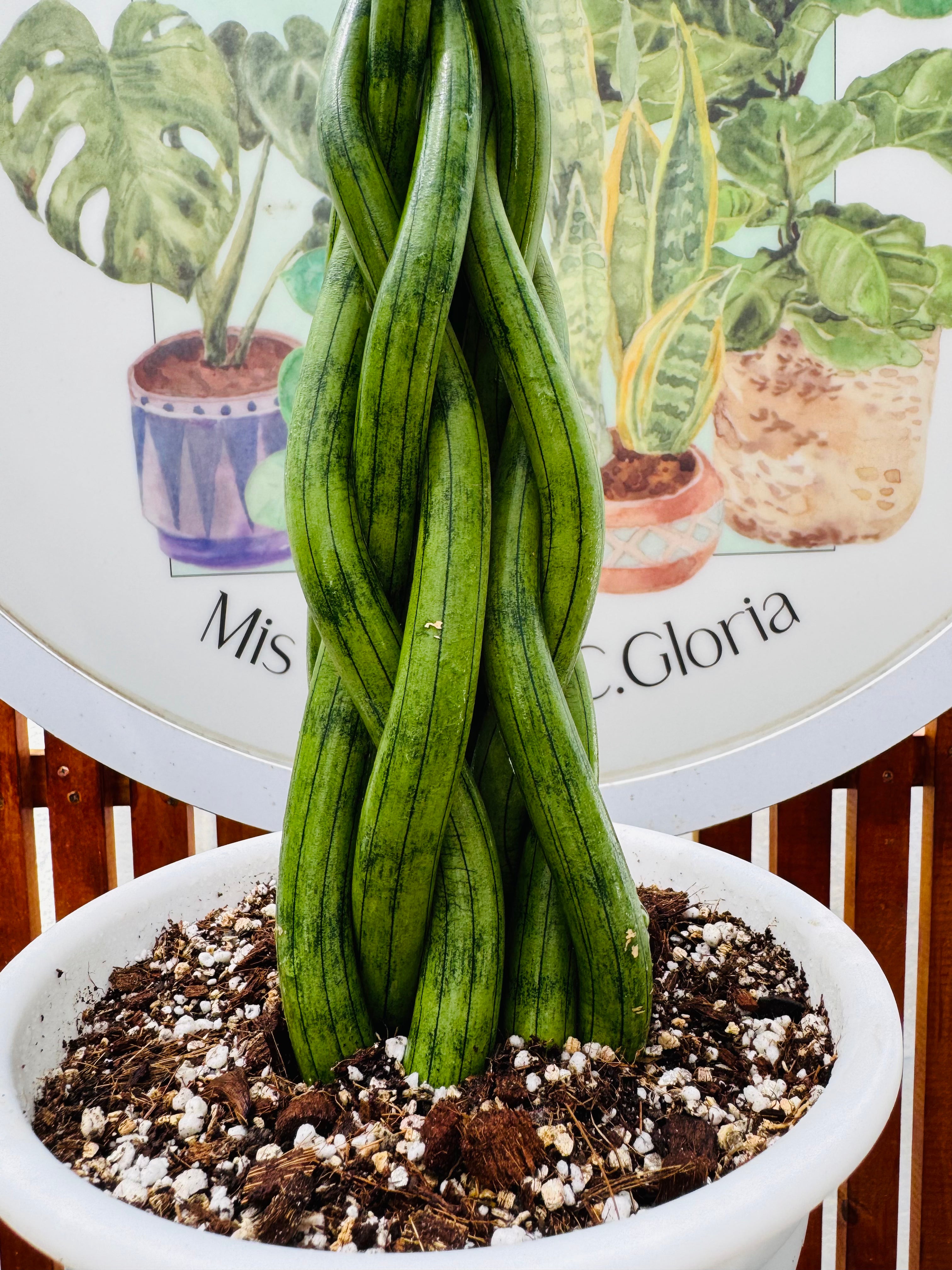 Sansevieria Cylindrica Trenzada madre