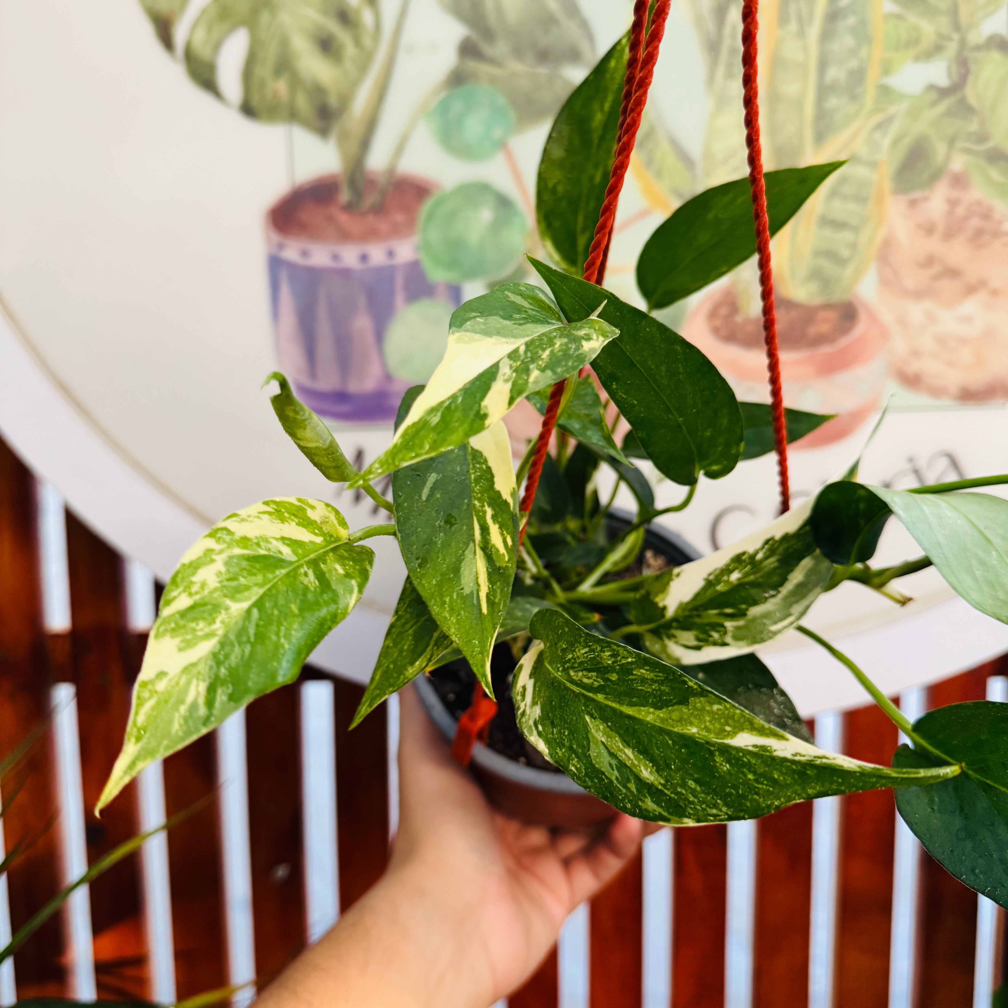 Epipremnum Pinnatum Variegado (más pequeño)