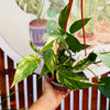 Epipremnum Pinnatum Variegado (más pequeño)