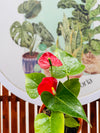Anturio Andreanum Colores