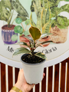 Ficus Tineke