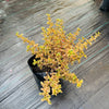 Coprosma Coloridos