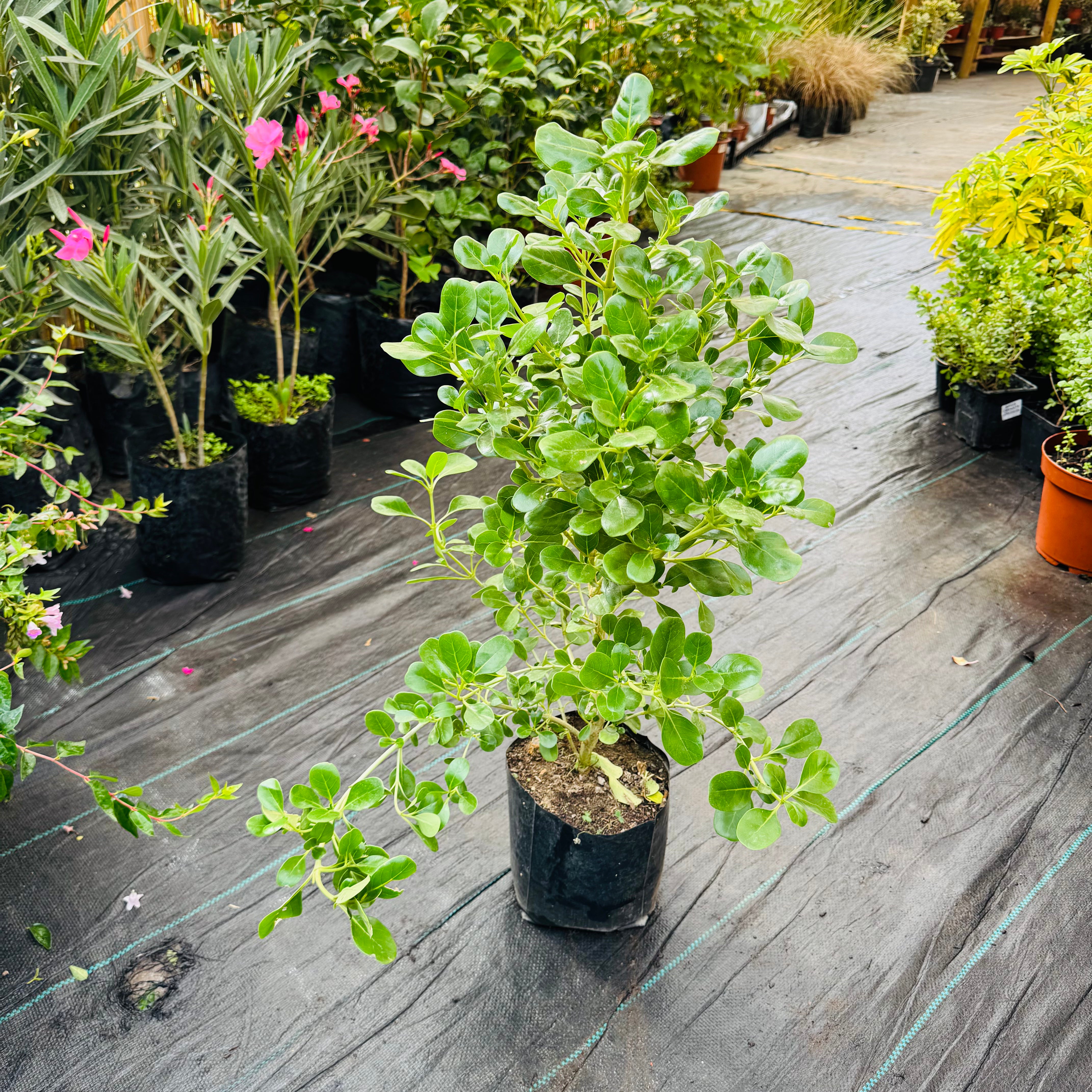 Coprosma Verde (Cerco Vivo)