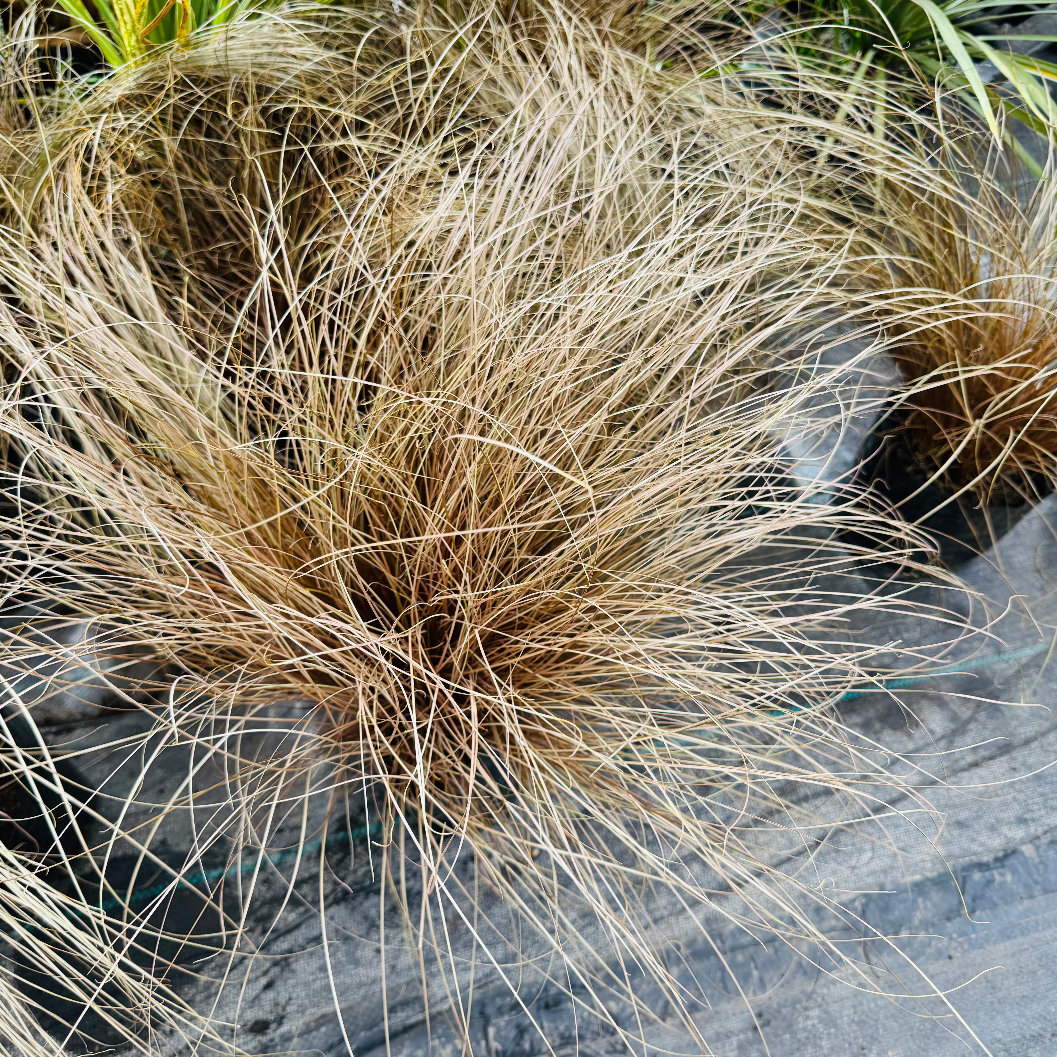 Vivero Mis Tesoros C Gloria