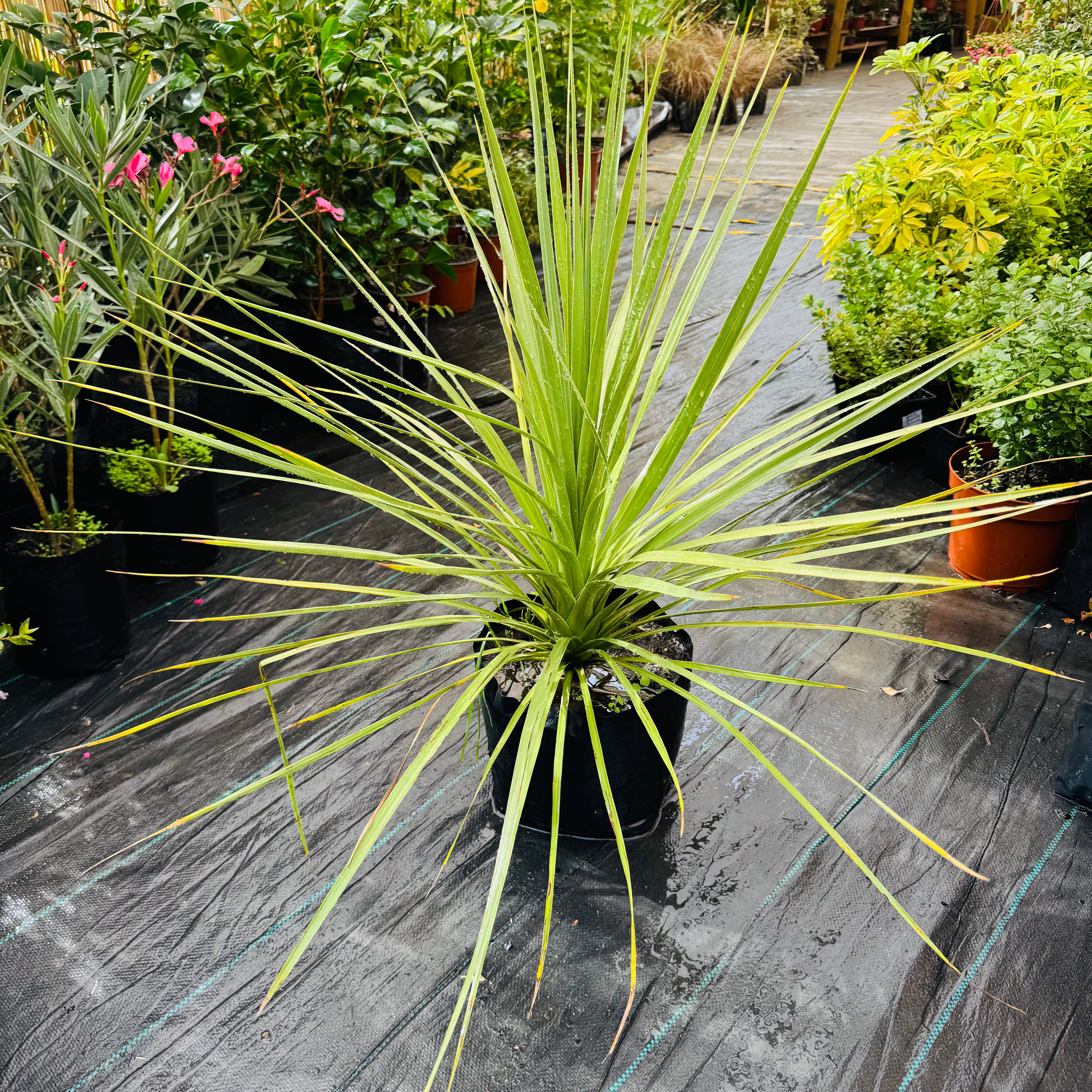 Dracena