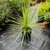 Dracena