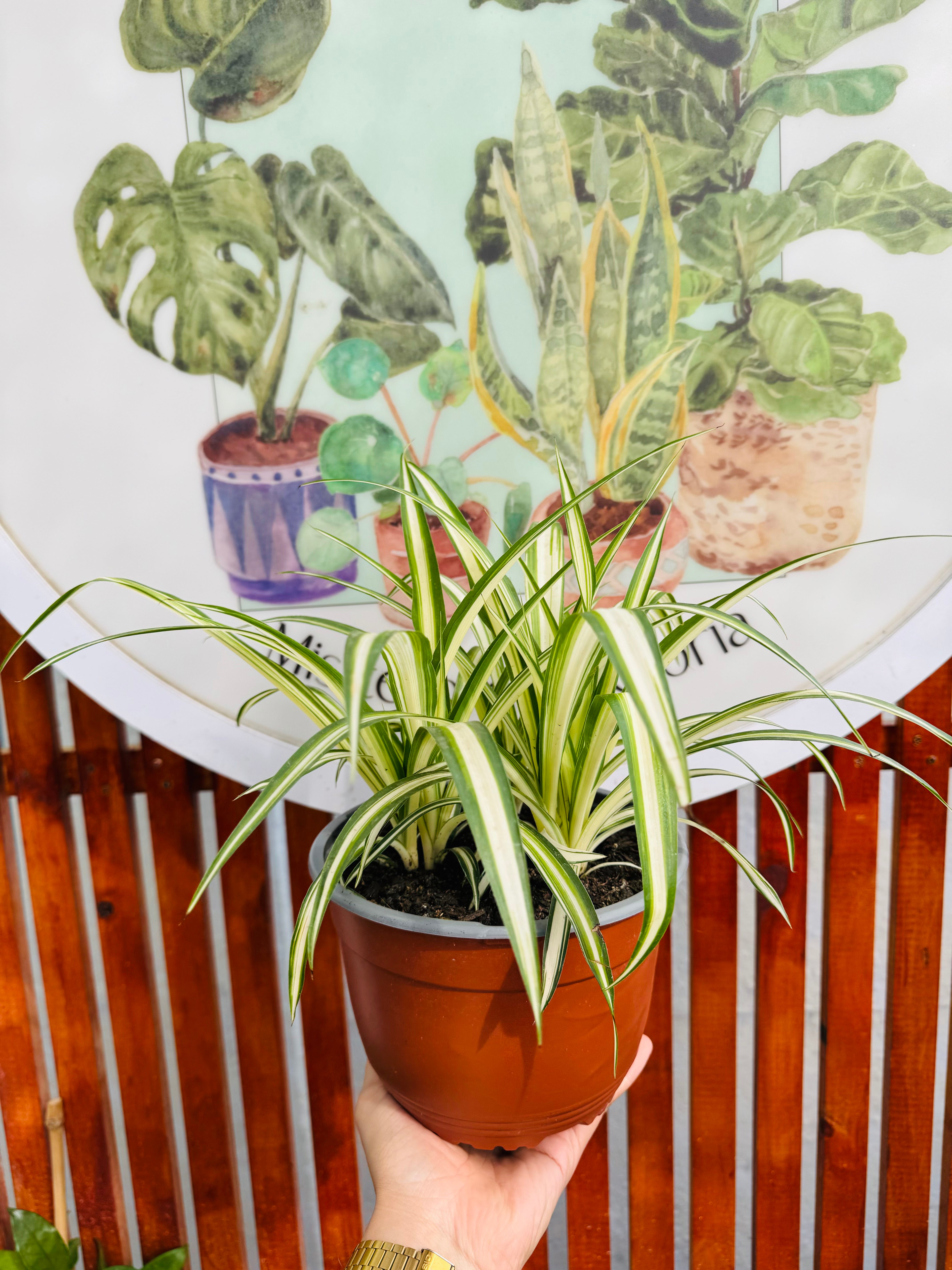 Cinta - Chlorophytum