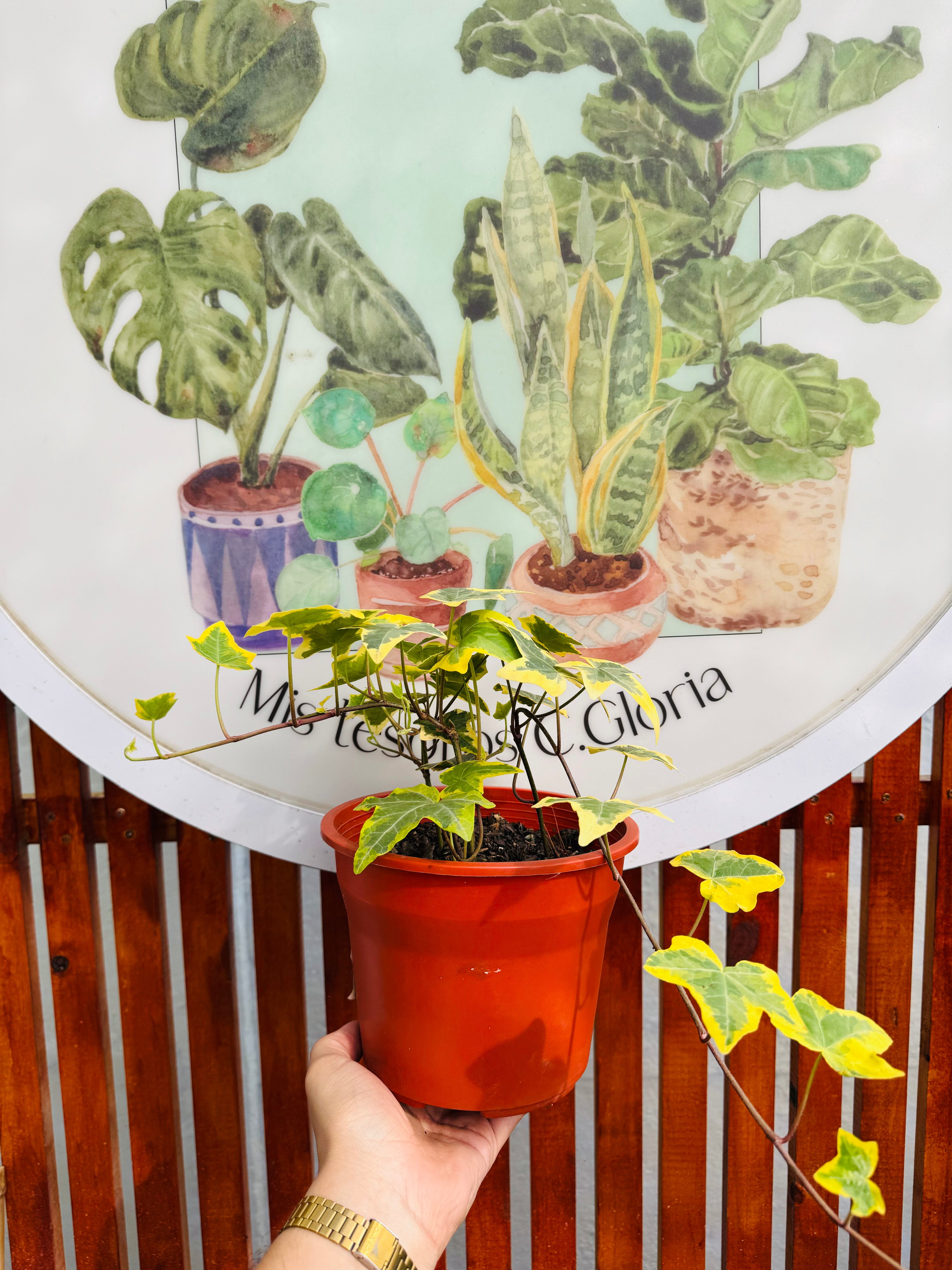 Hiedra Variegada