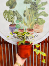 Hiedra Variegada
