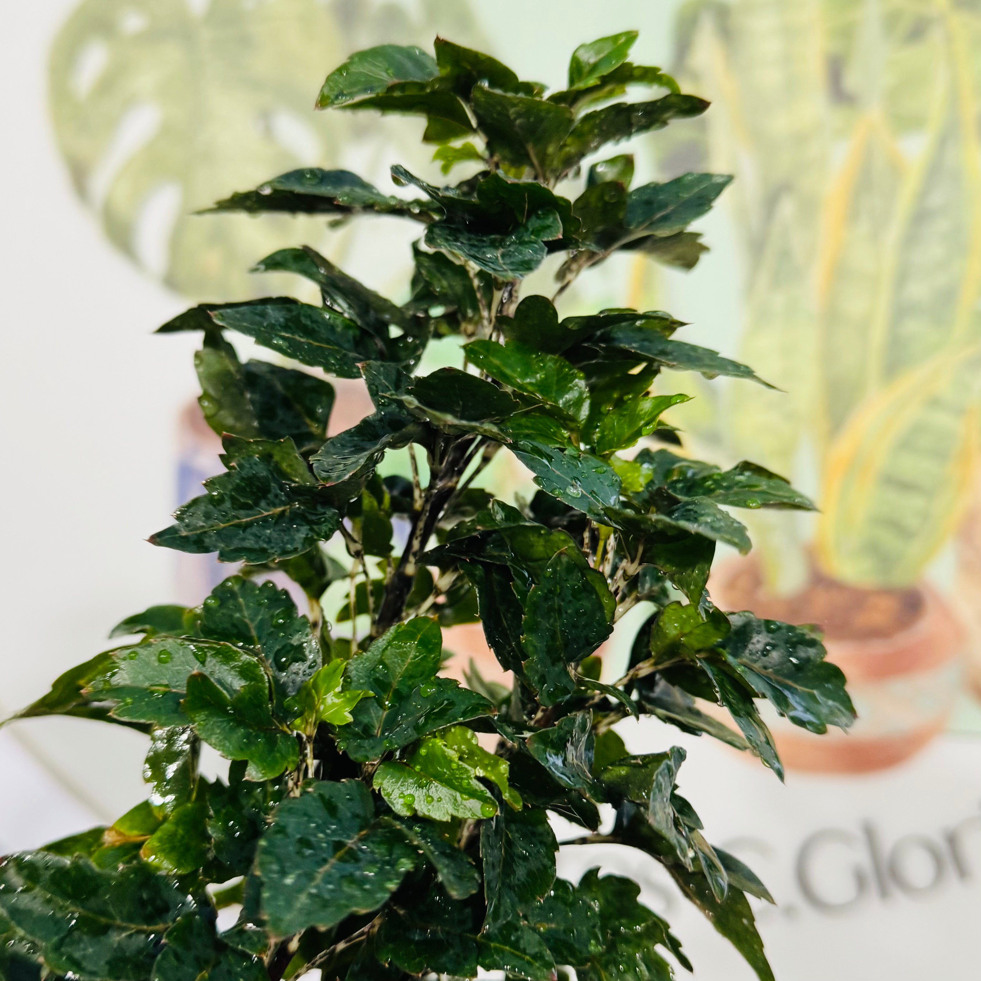 Aralia Geminis OFERTA
