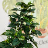 Aralia Geminis OFERTA