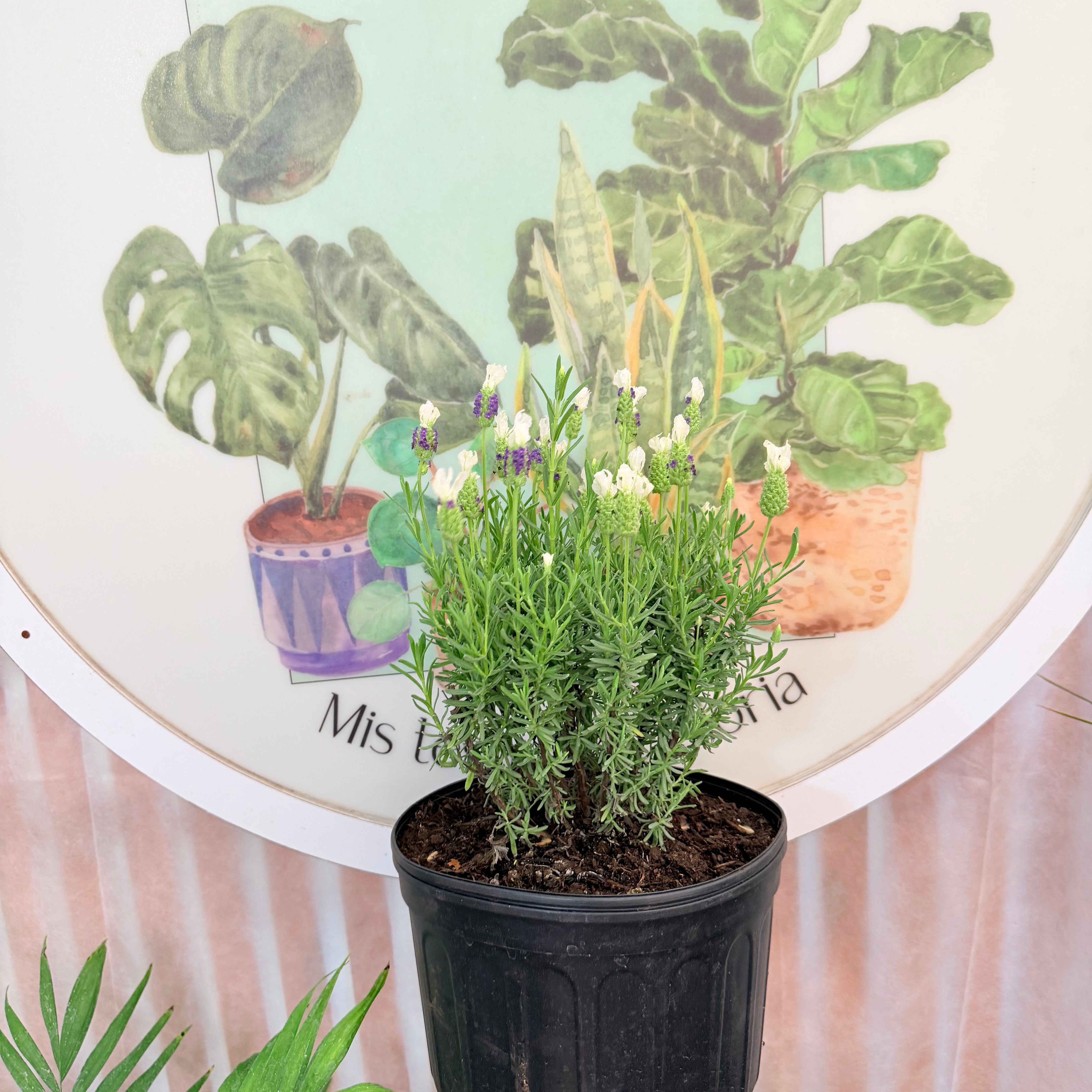 Lavanda Stoecha Variegada