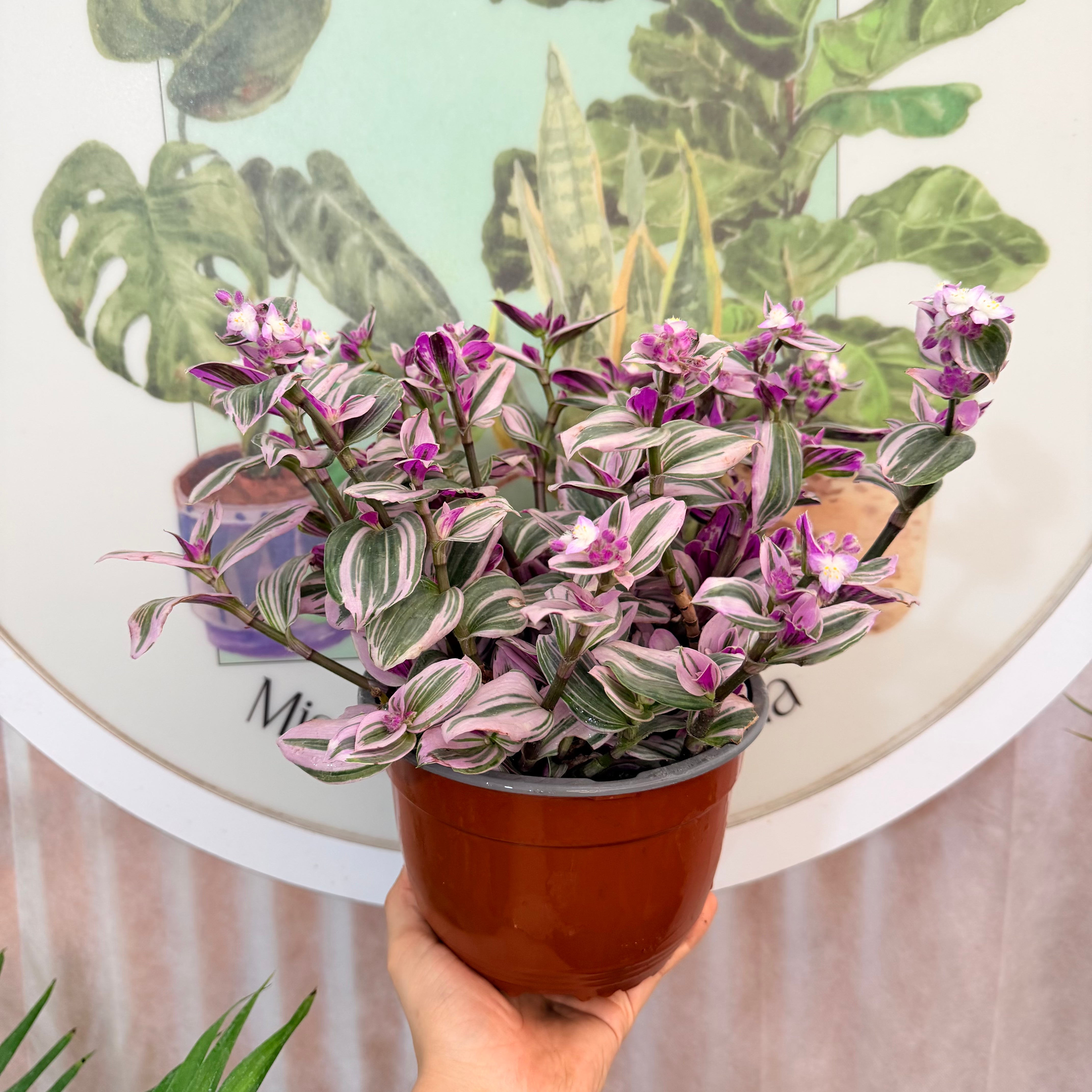 Tradescantia Nonuk Pink