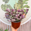 Tradescantia Nonuk Pink