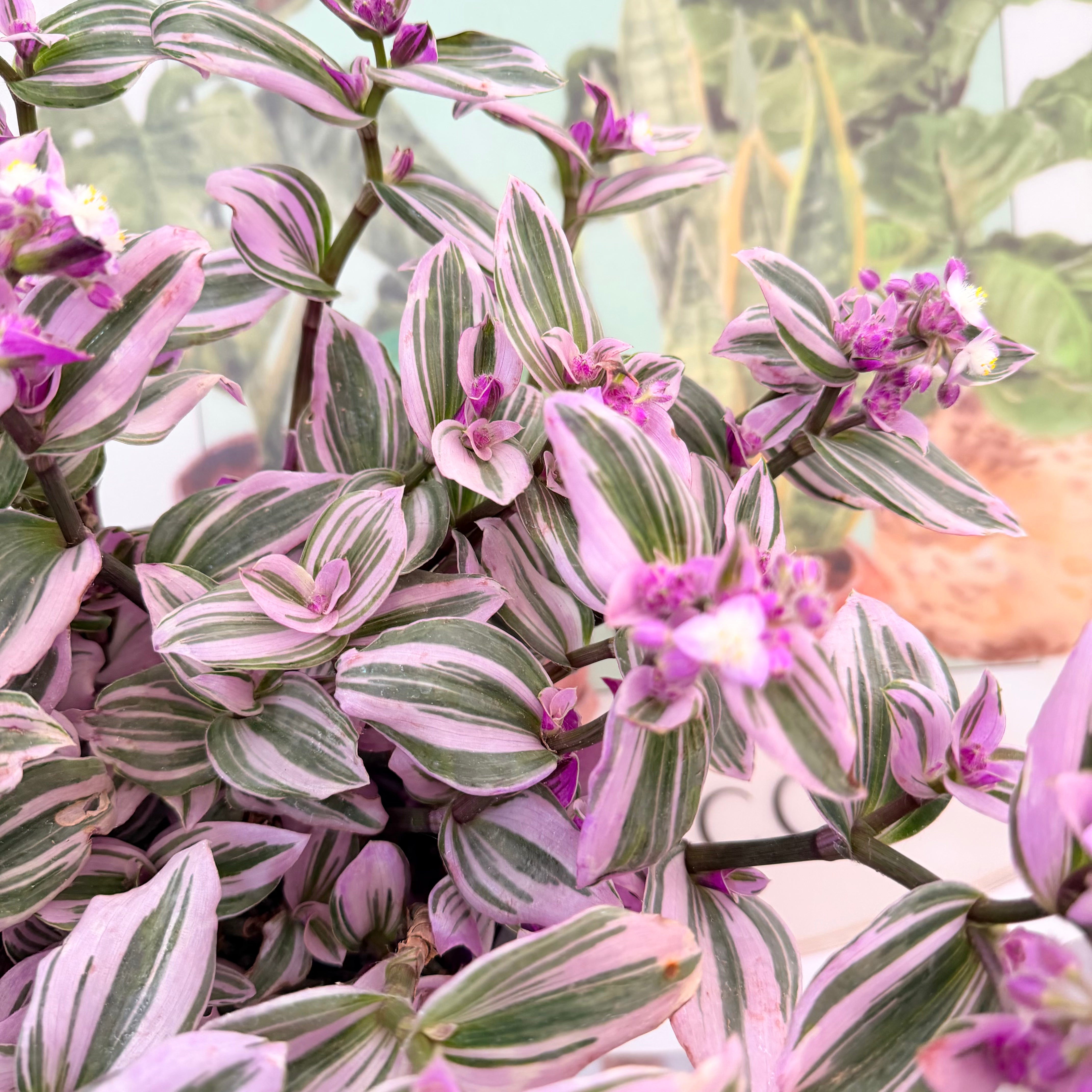 Vivero Mis Tesoros C Gloria