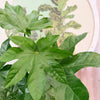 Aralia Japónica