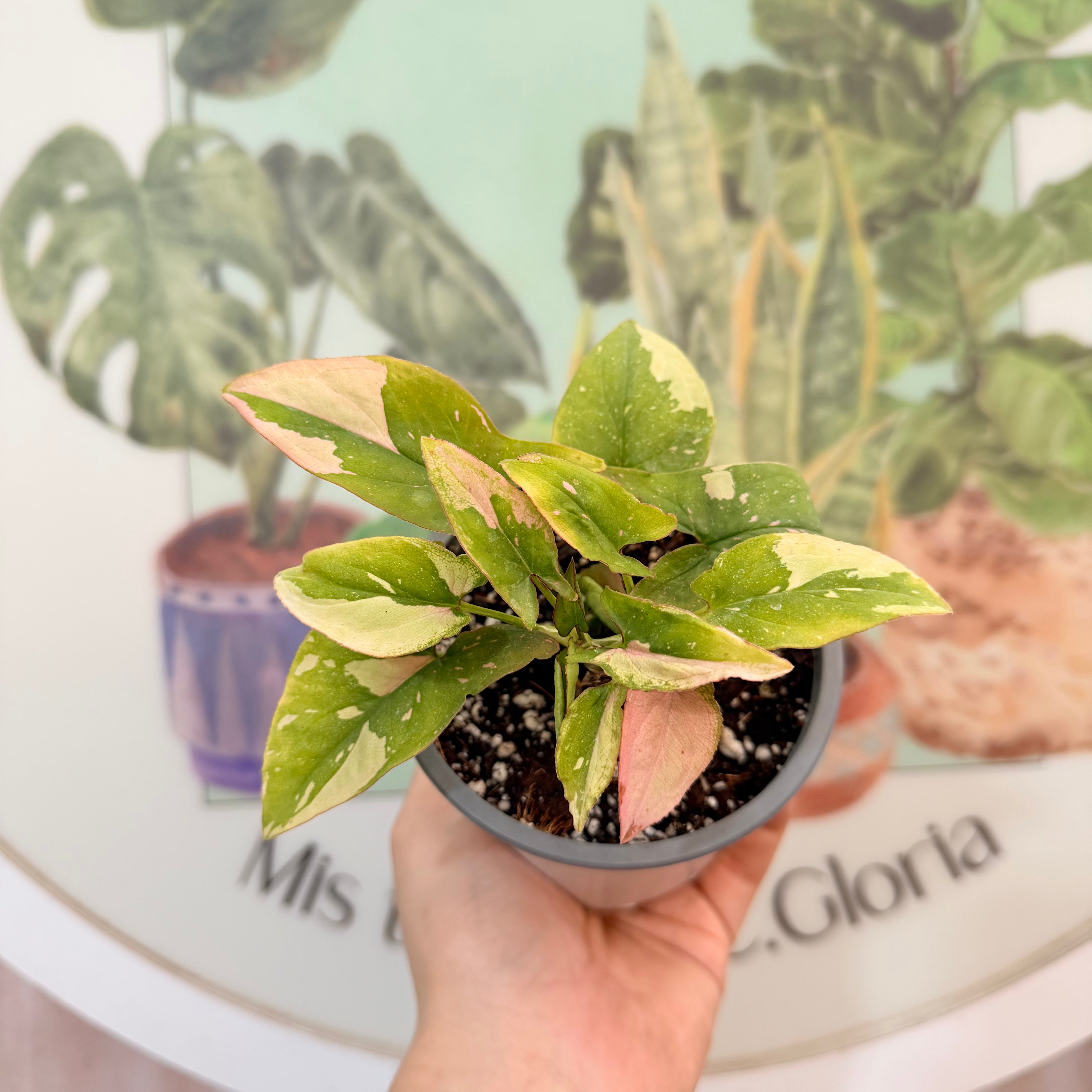 Singonio Pink Splash Tricolor