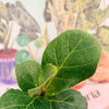 Ficus Lyrata Bambino