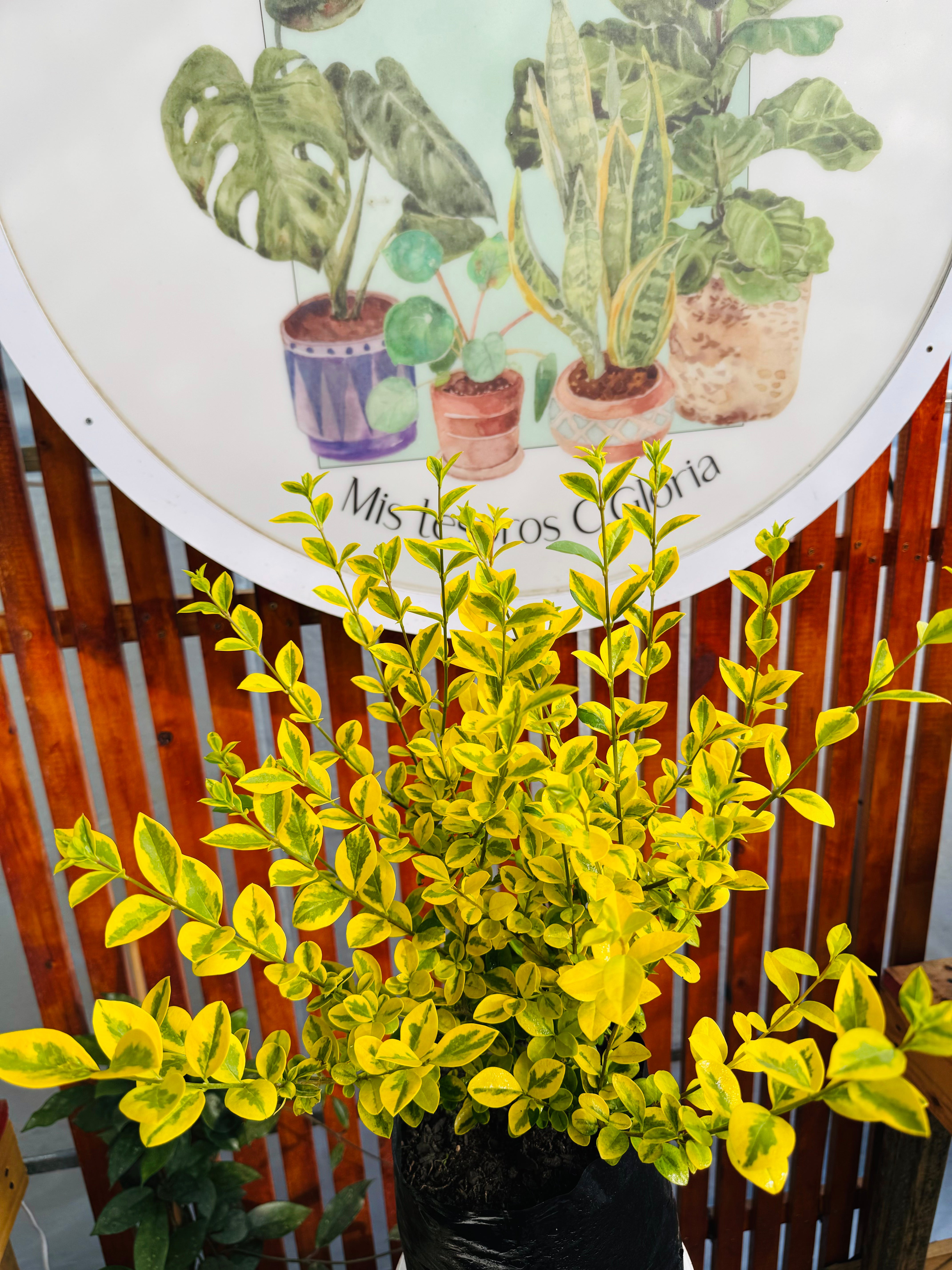 Vivero Mis Tesoros C Gloria