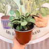 Calathea Amagris