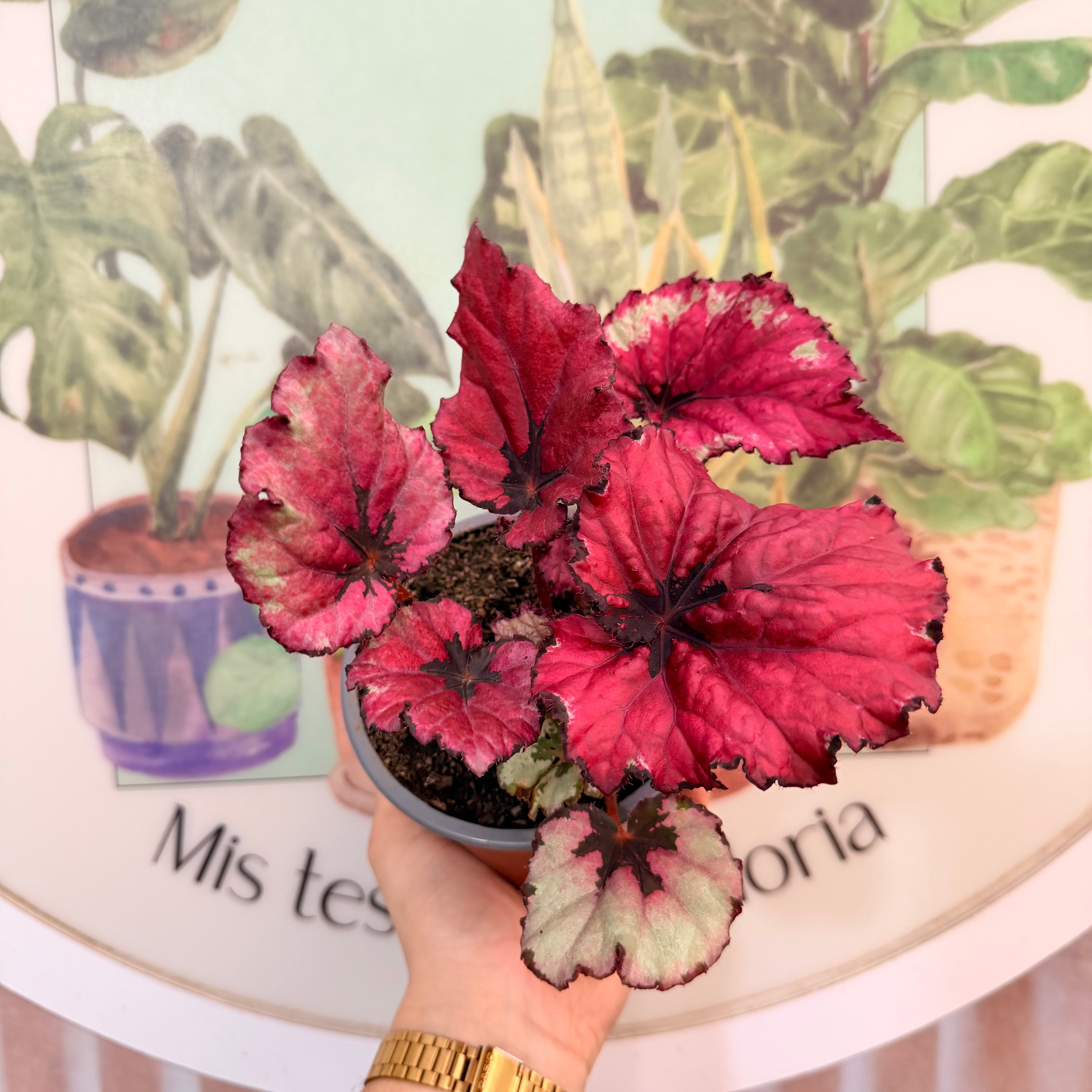 Begonia Rex variedades