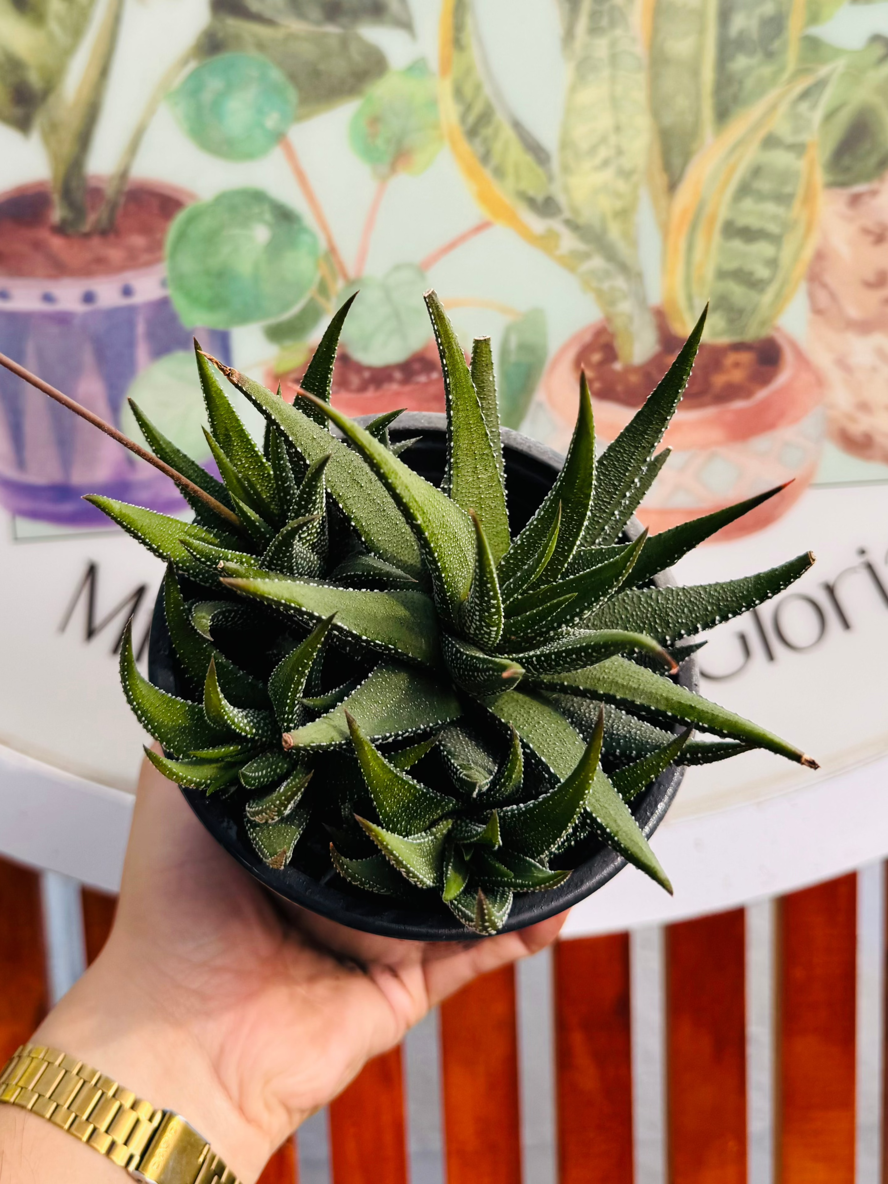 Haworthia madre