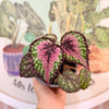 Begonia Rex variedades