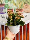 Kalanchoe Happy (varios colores)