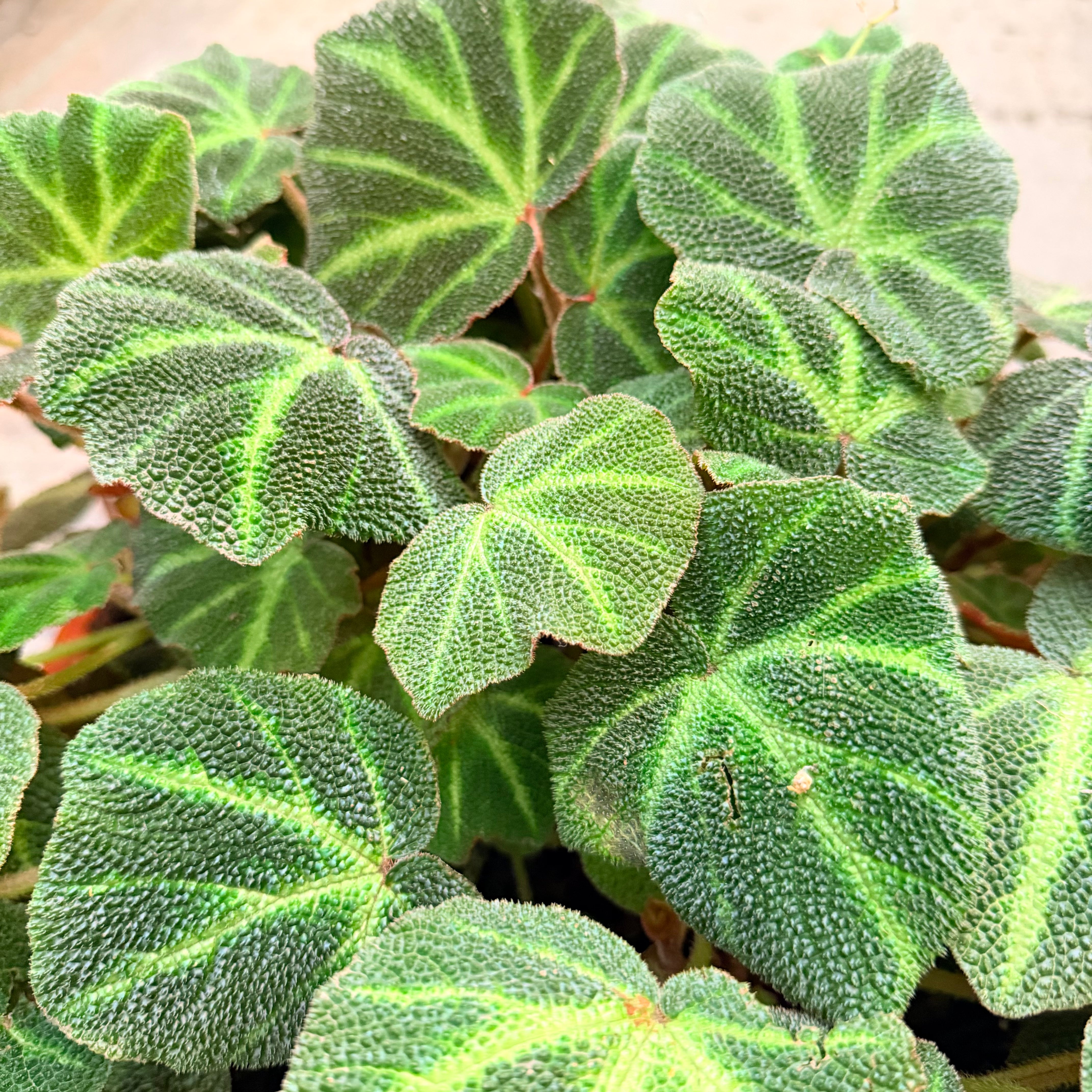 Begonia XL