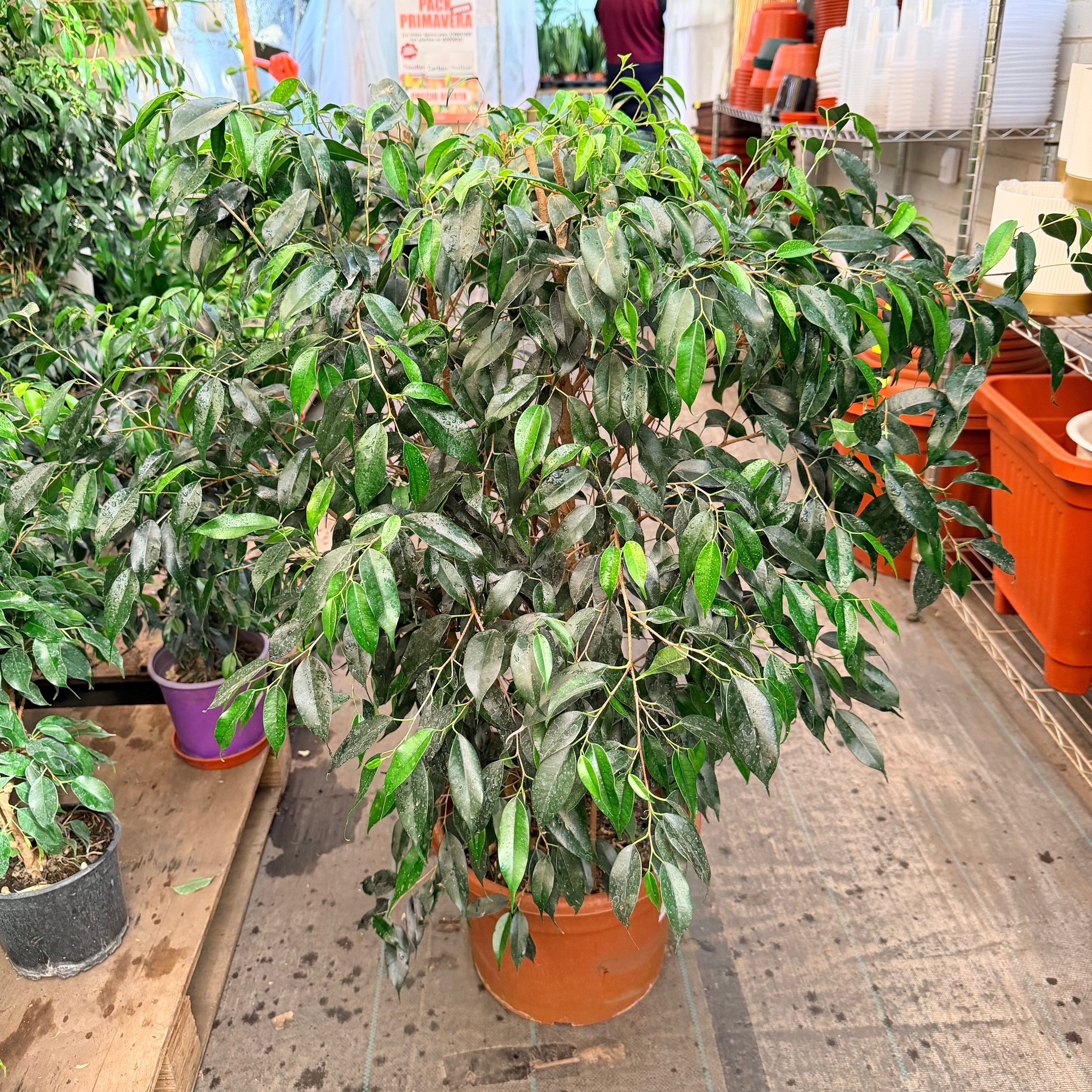 Ficus tamaño LL