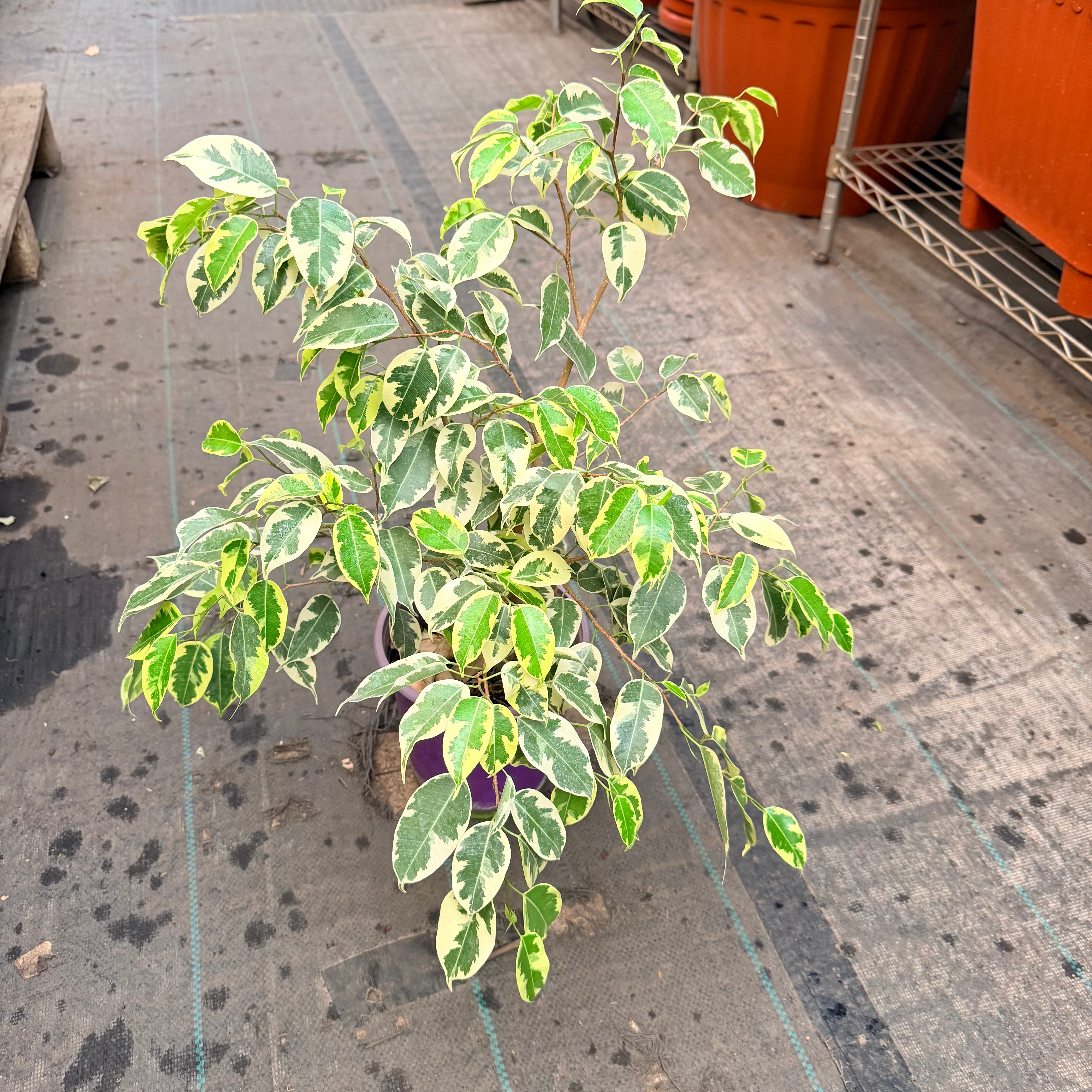 Ficus Variegado