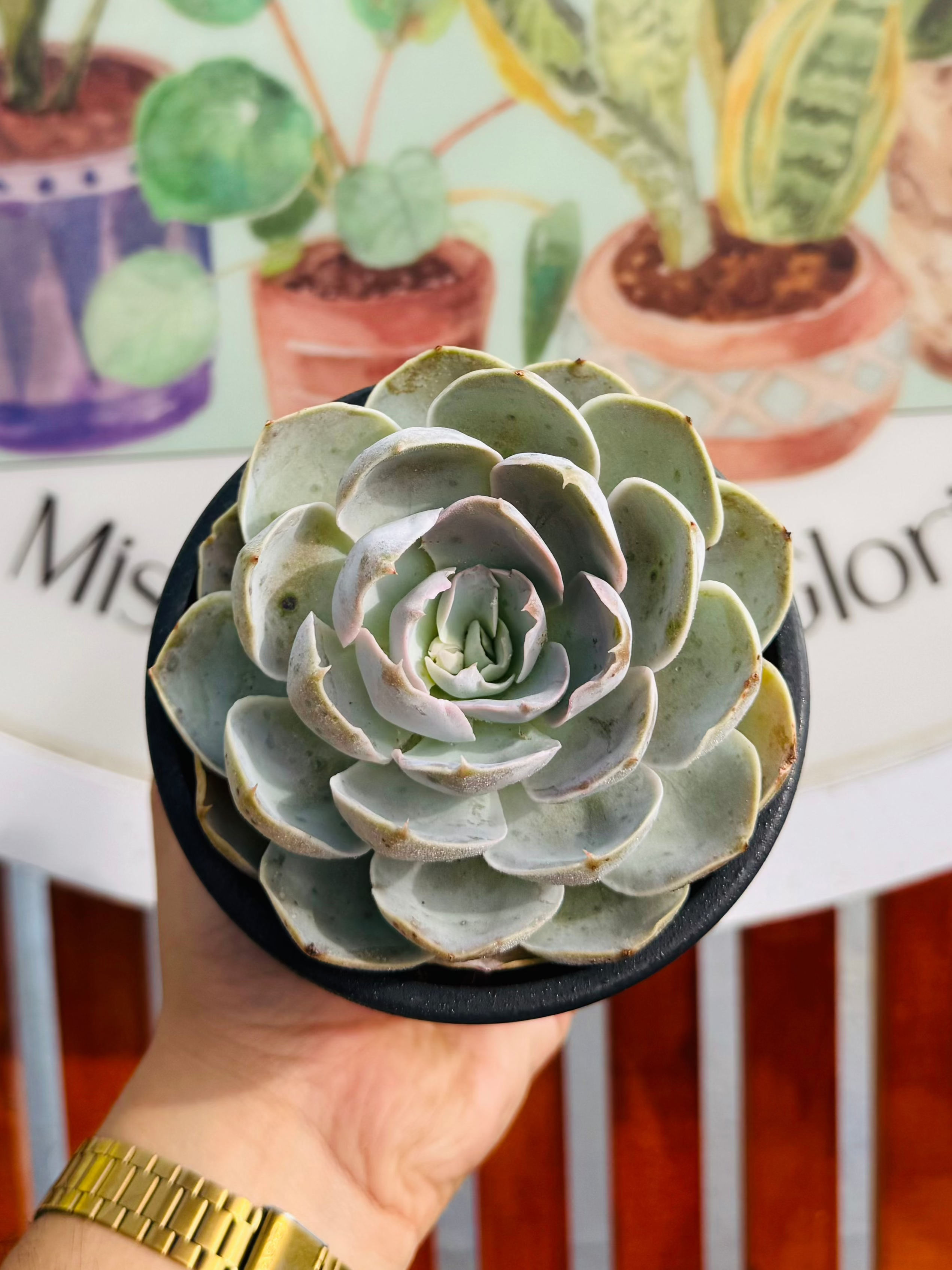 Echeveria