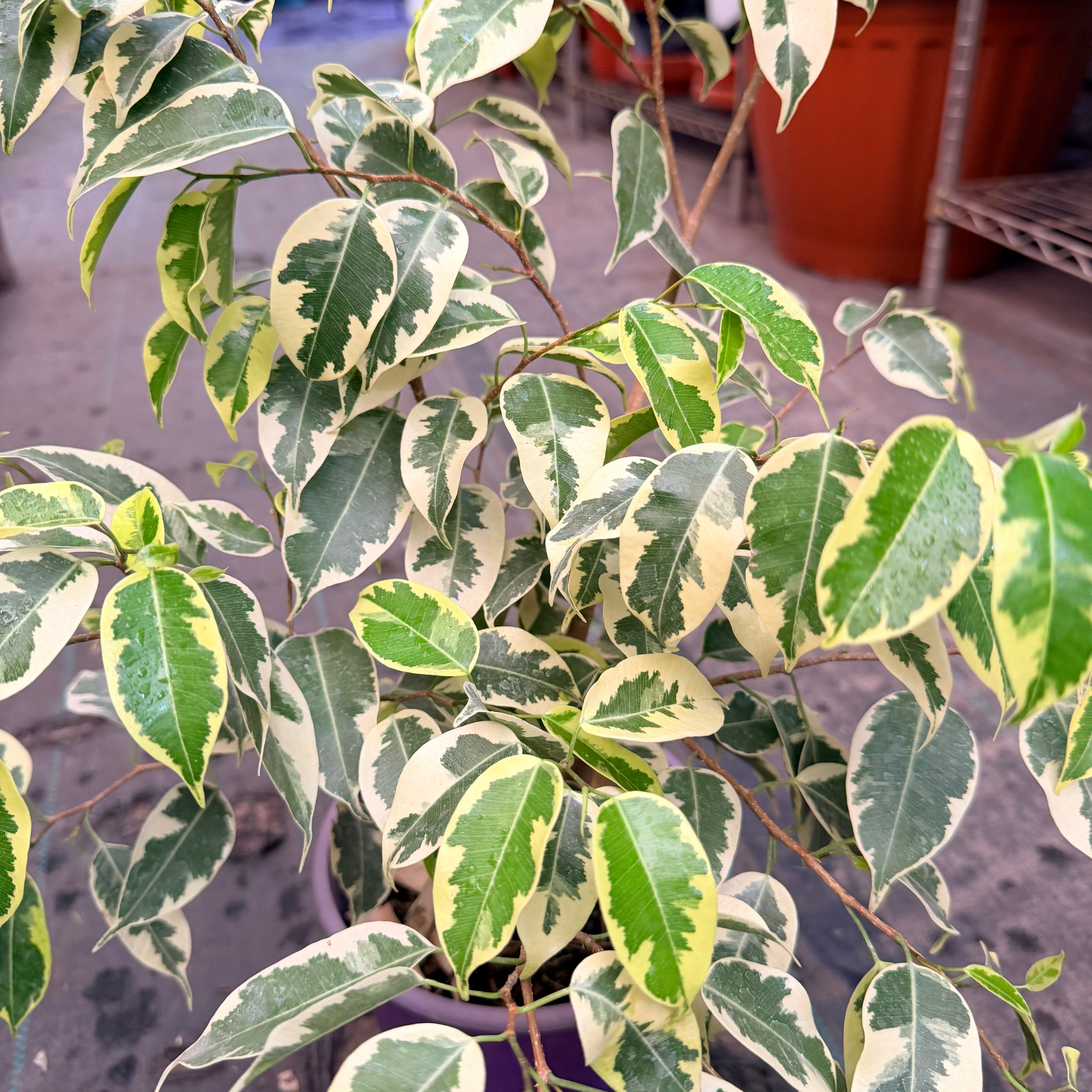 Vivero Mis Tesoros C Gloria