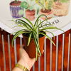 Cinta Verde - Chlorophytum