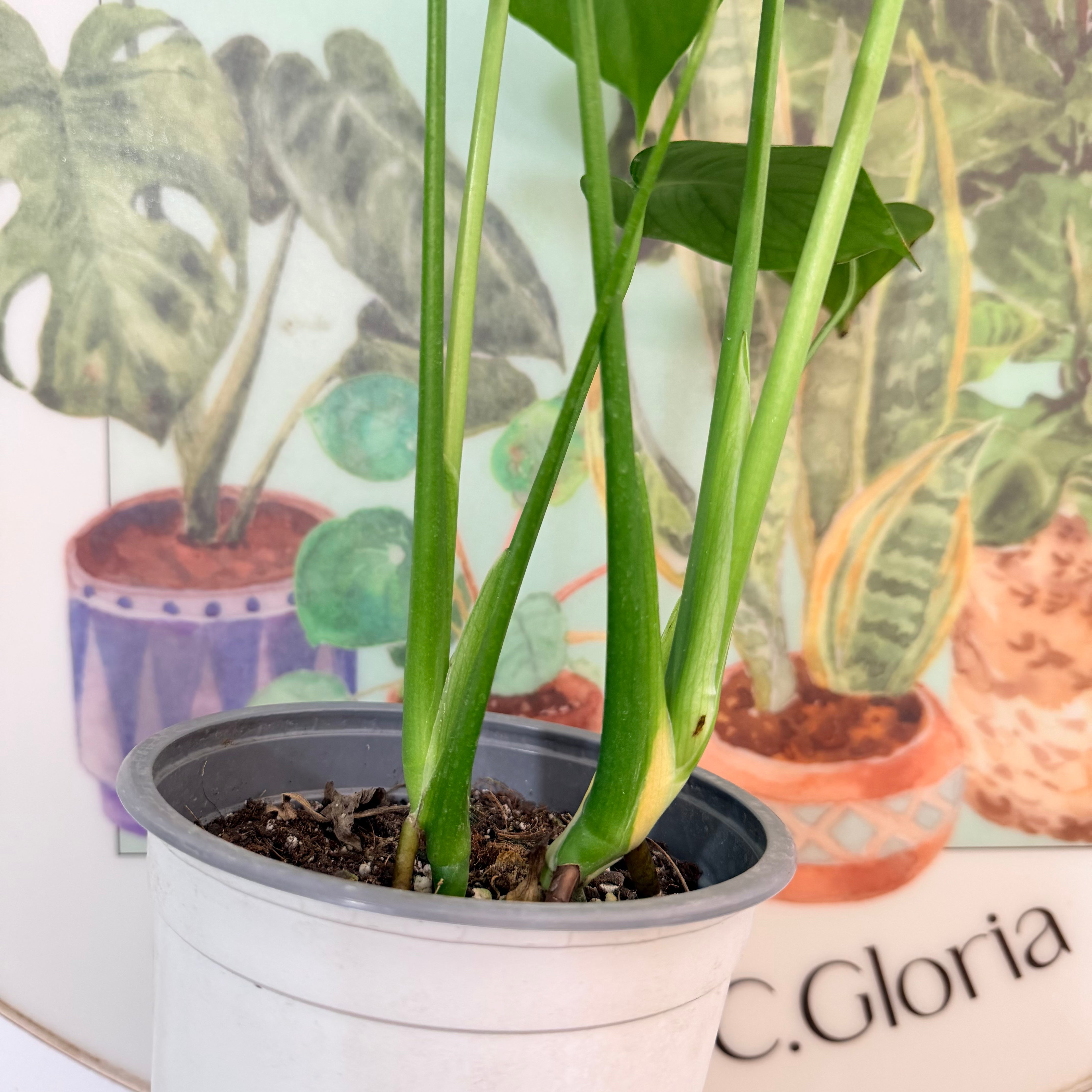 Monstera Deliciosa DOBLE