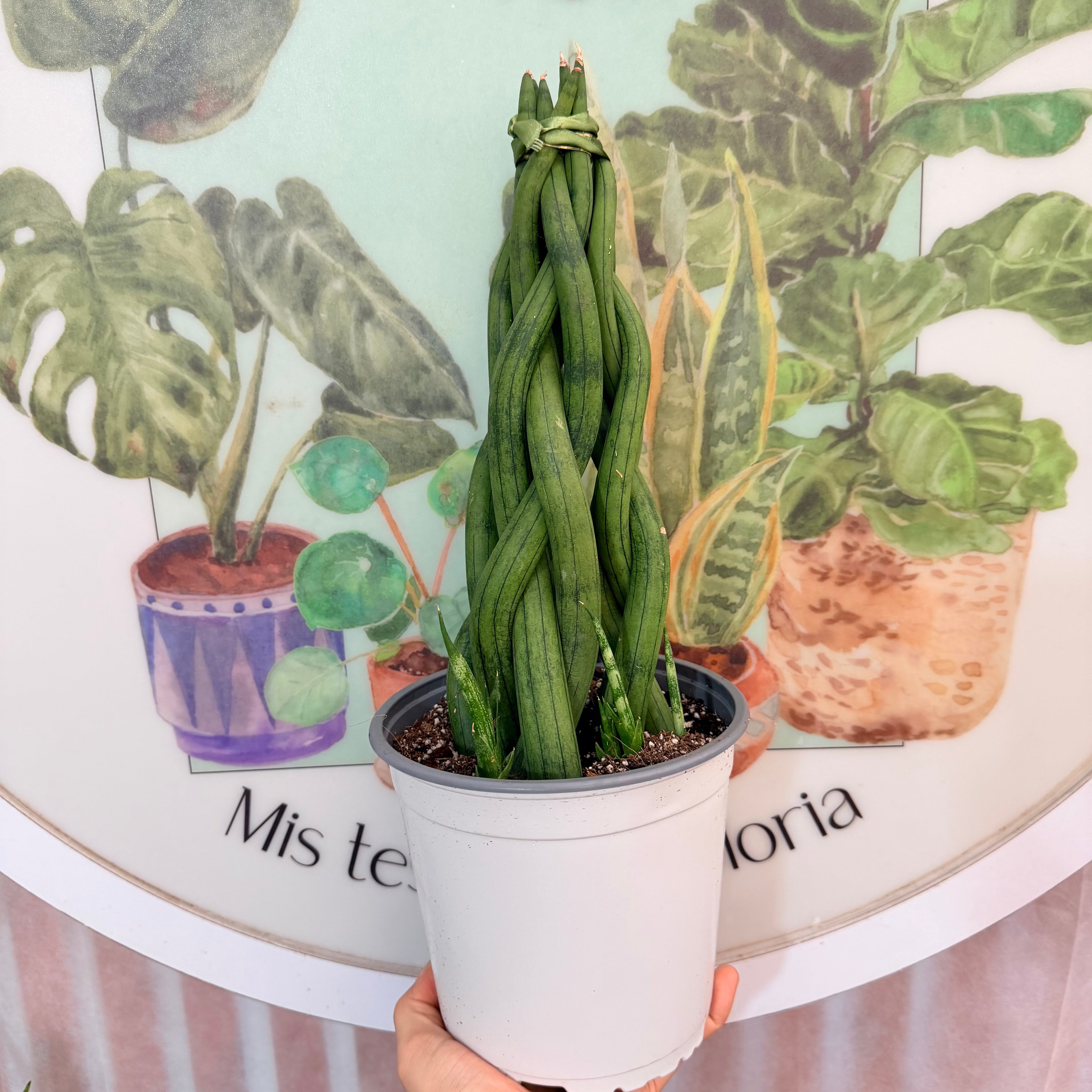 Sansevieria Cylindrica Madre