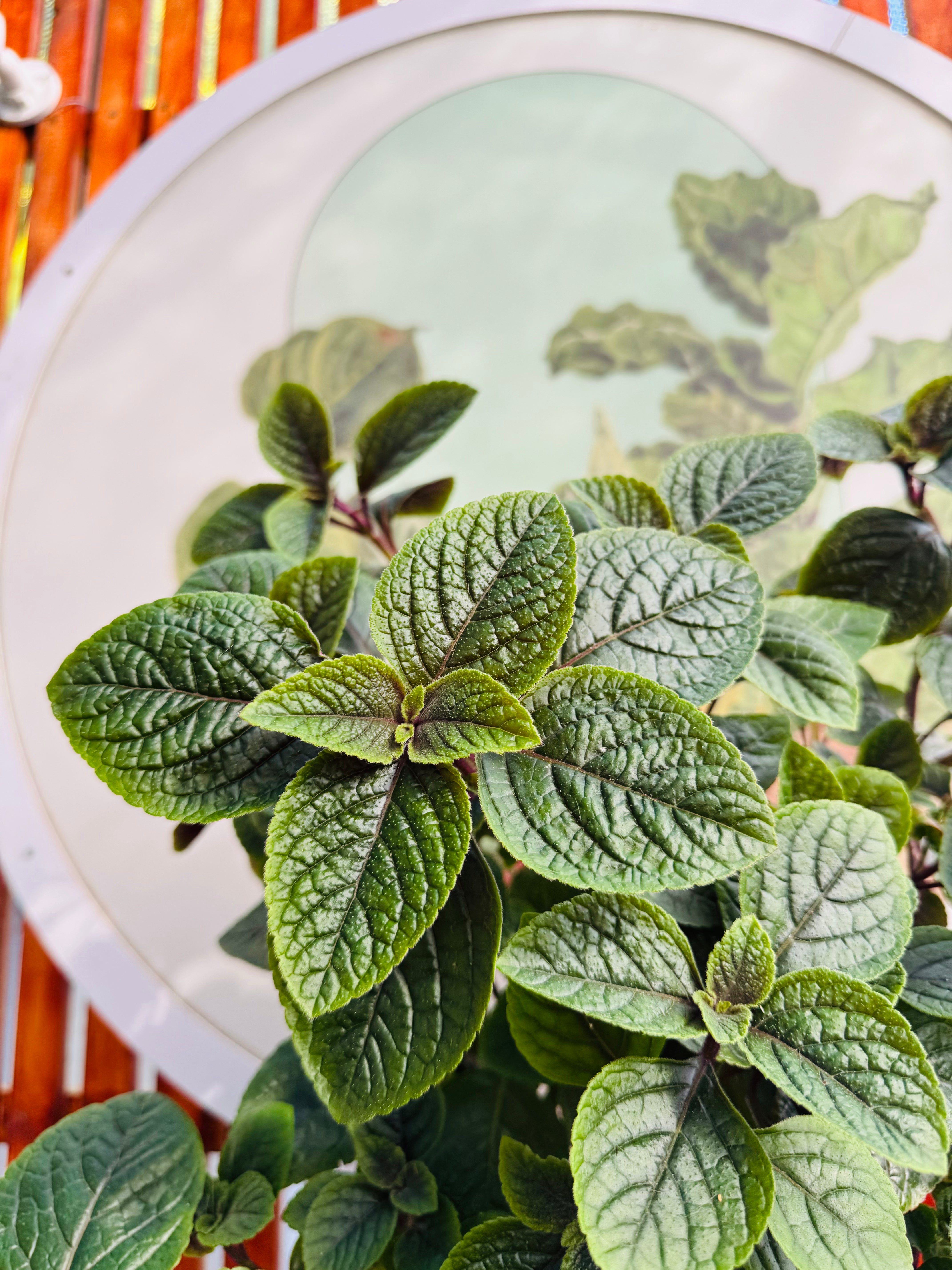 Dolar Negro - Argentino