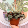 Saxifraga