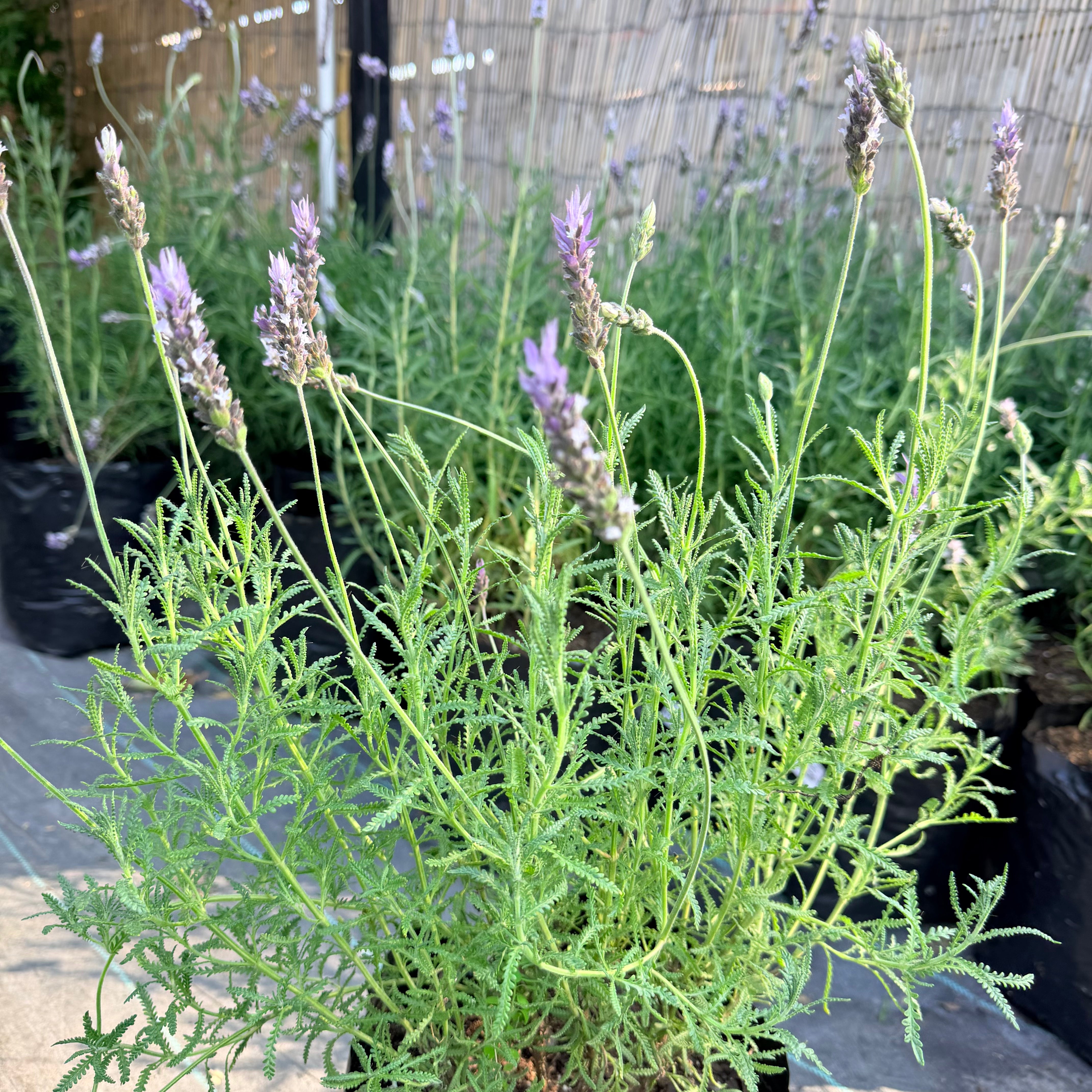 Lavanda Francesa